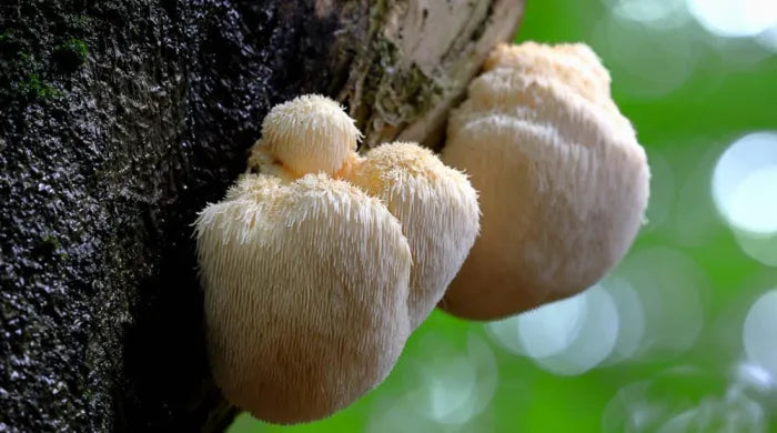 Hvad er Lions Mane og dens effekt?